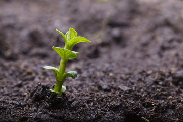 Macro of mint sprout