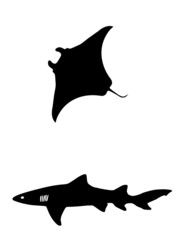 Raie Manta et un requin