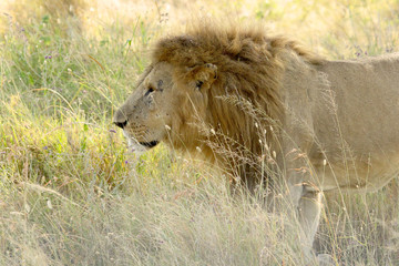 Male lion walking in the grassland