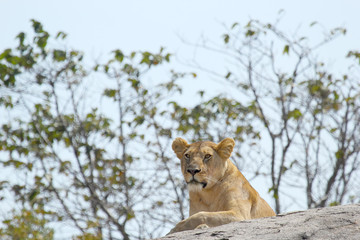 Lioness resting on a rock
