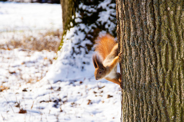 Squirrel on a tree in winter