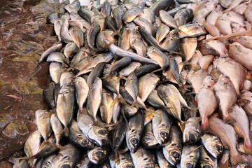 Fische beim Fischhändler