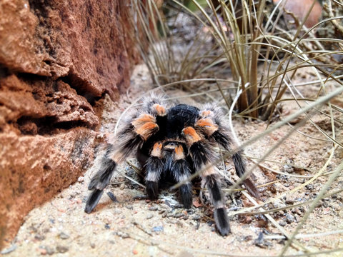 Vogelspinne