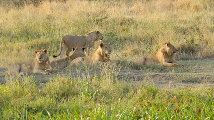 Pride of young male lions