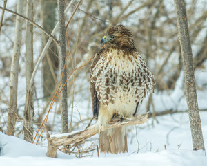 Red-tailed Hawk