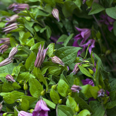 Obraz premium dark blue hand bells