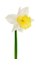 Fototapeta premium narcissus flower isolated
