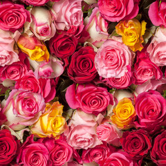 seamless roses background