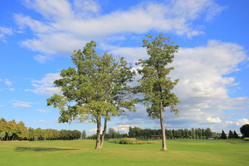 Fototapeta na wymiar Two trees on a golf course in Mezhyhirya residence