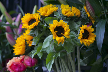 Beautiful fresh Sunflowers in vase