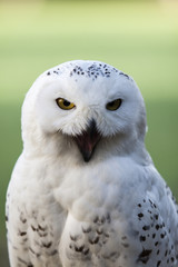 beautiful white owl - Snowy owl, Nyctea scandiaca