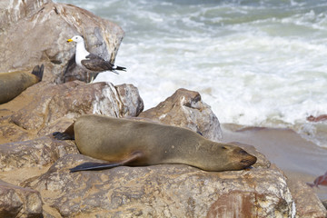Schlafende Robbe am Strand