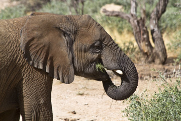 Fototapeta premium Elefant beim fressen