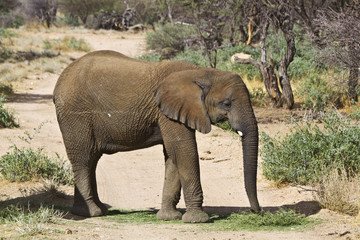 Junger Elefant beim fressen