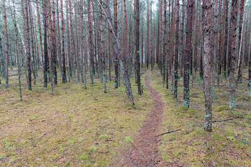 Obraz premium trail in the winter pine tree forest