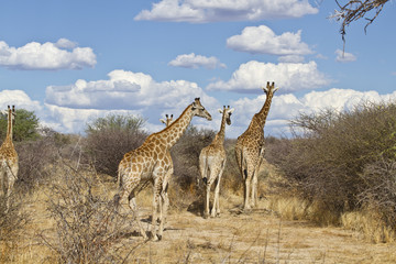 Giraffenherde