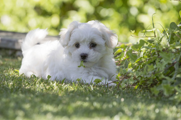 Maltese puppy dog ​​breed loving