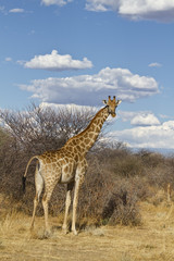 Giraffe in Afrika