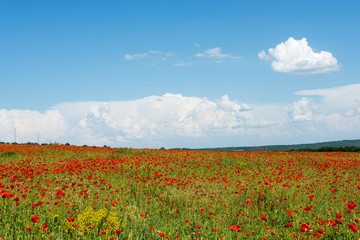 meadow with wild poppies