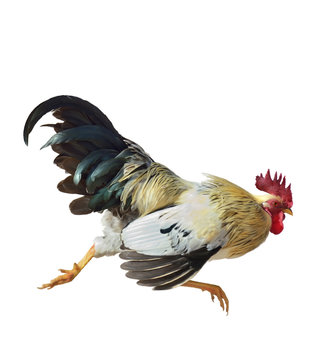 Rooster Running