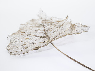 leaf skeleton with veins and stalk