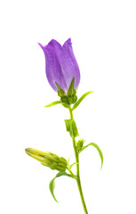 bell flower isolated