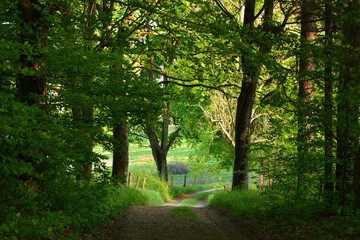 green spring road with old trees