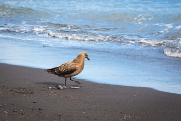 Seagull on the beach