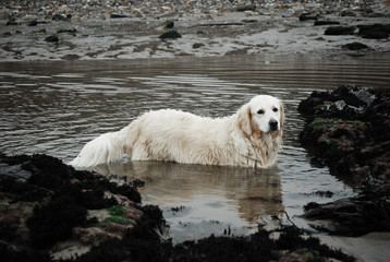 labrador in water