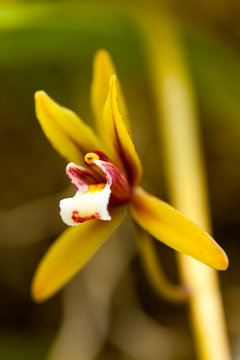 Cymbidium finlaysonianum, Orchidaceae, Southeast Asia