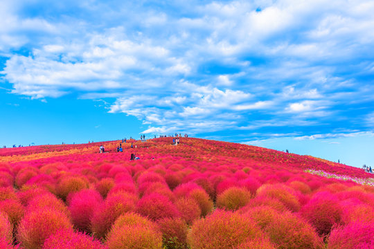 Red Kochia hill and the sky