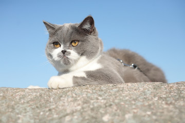 cat