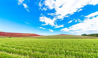 Buckwheat field and the blue sky