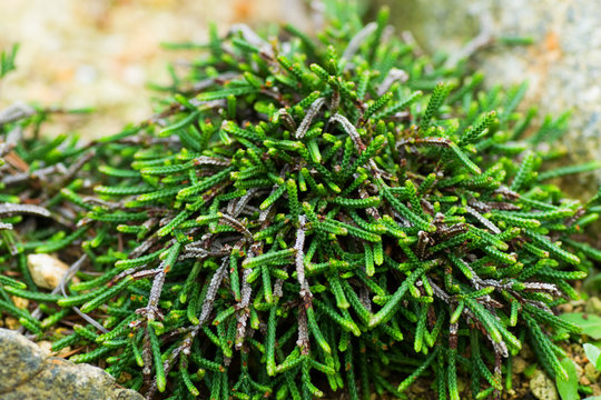 Cassiope, Ericaceae, Japan