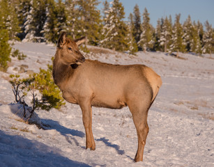 Naklejka premium cow elk in winter - full body