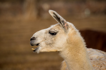 white llama head shot profile laughing © photobyjimshane