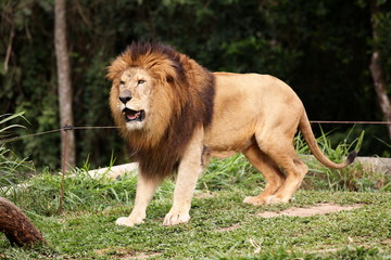 Leão rigindo