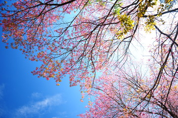 Pink Cherry Blossom Branches