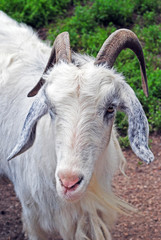 Fototapeta premium A goat