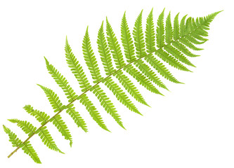 fern isolated on white, cutout