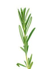 fresh rosemary
