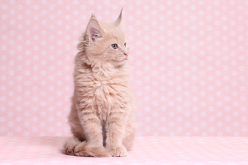 Cute Maine Coon kitten