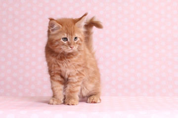 Cute Maine Coon kitten