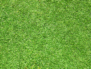 Obraz premium Green lawn