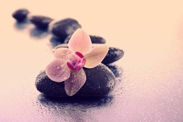 Beautiful blooming orchid  with spa stones