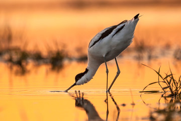 pied avocet picking up food from water