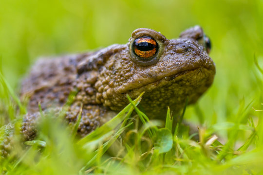 Portrait of a Common toad