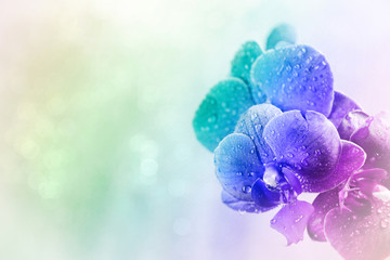 Beautiful blooming orchid on light color background
