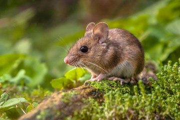 Naklejka na ściany i meble Wood mouse in natural habitat