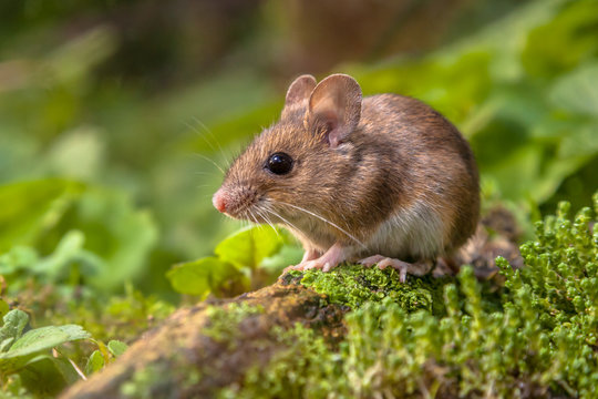 Wood Mouse In Natural Habitat